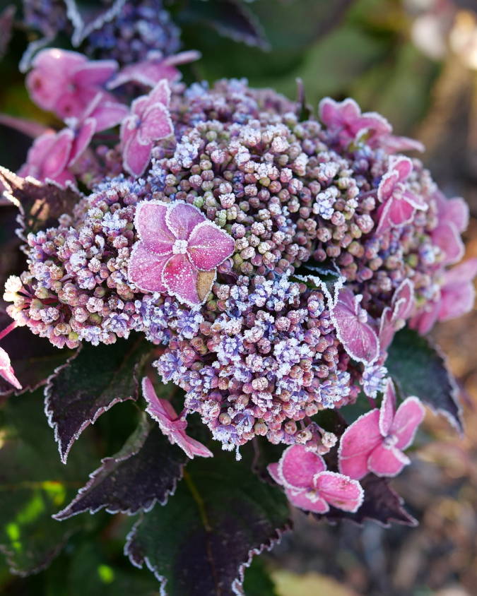 Which Hydrangeas Can Withstand Cold Winters?